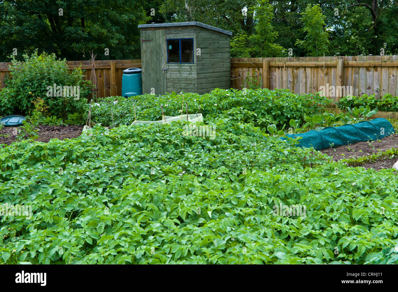 Potatoes growing on plot at community allotments in Presteigne Powys
