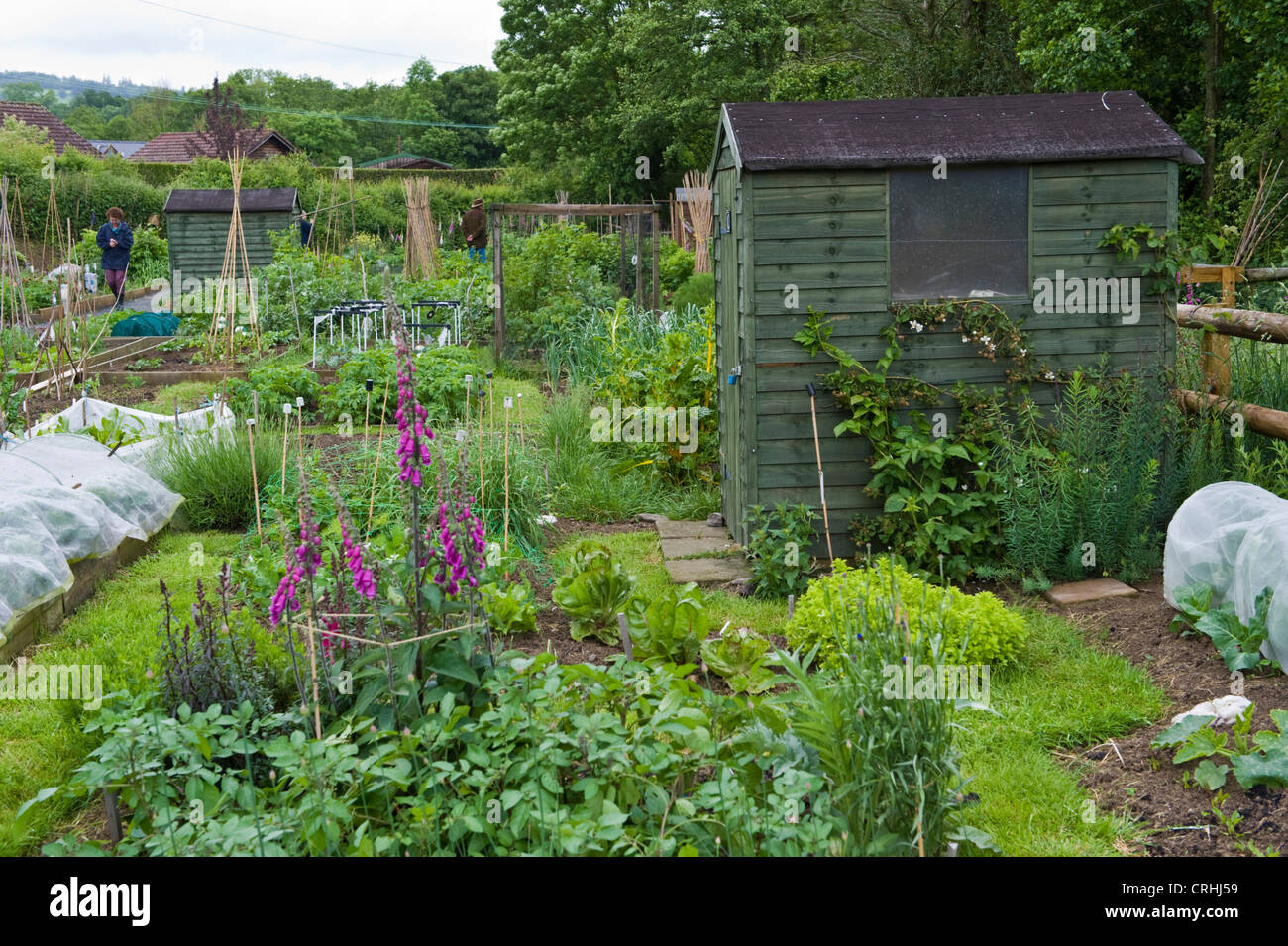 Vegetable plots with sheds at community allotments in Presteigne Powys