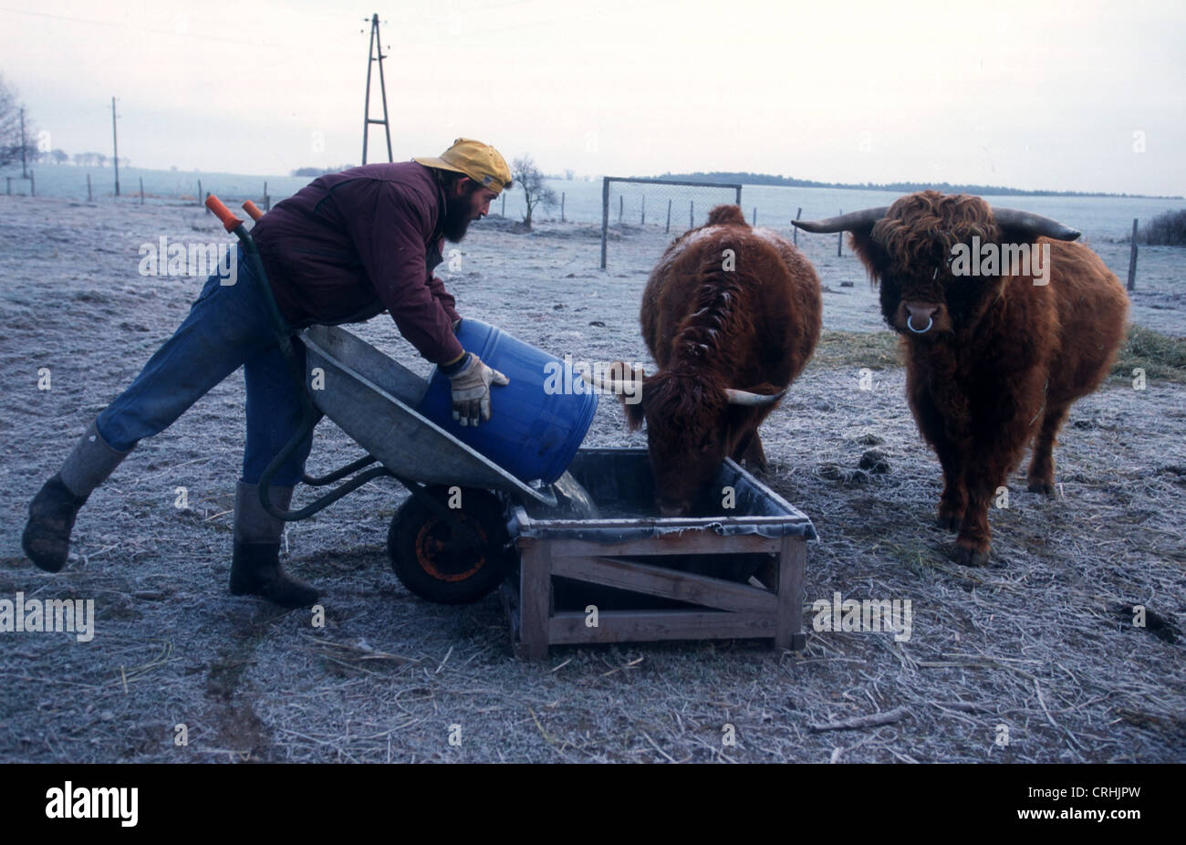 Zehdenick, Germany, Highland cattle are impregnated Stock Photo
