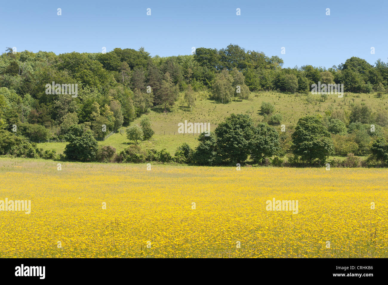 meadow of buttercups on chalkland soil north downs hidden from view by rows of trees as a hedge Stock Photo