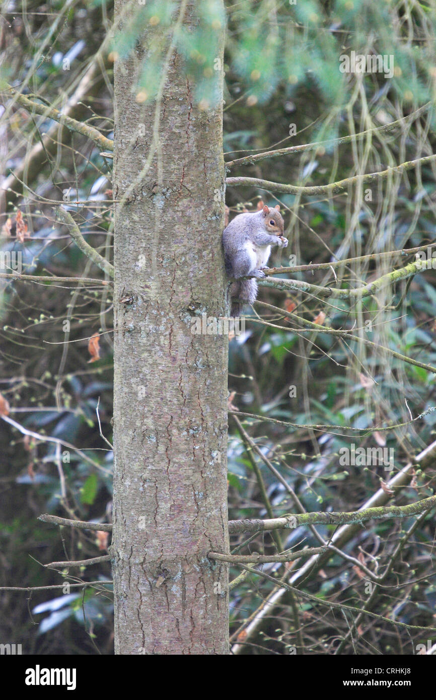 Squirrel (Sciurus carolinensis) Feeding in tree. Dorset, England. Stock Photo