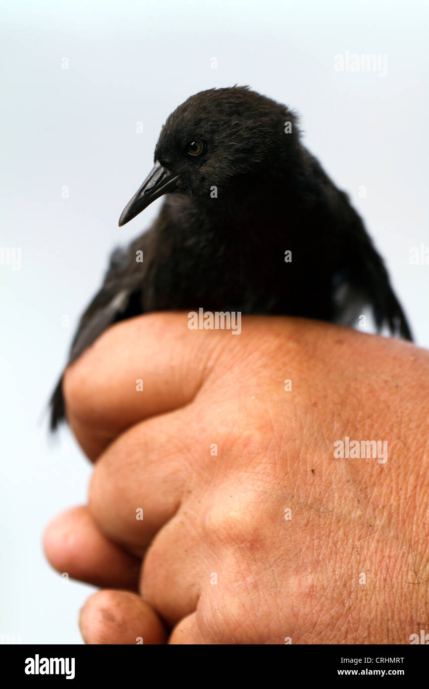 The rare Inaccessible Island Flightless Rail, Inaccessible Island, South Atlantic Ocean. The world's smallest flightless bird. Stock Photo