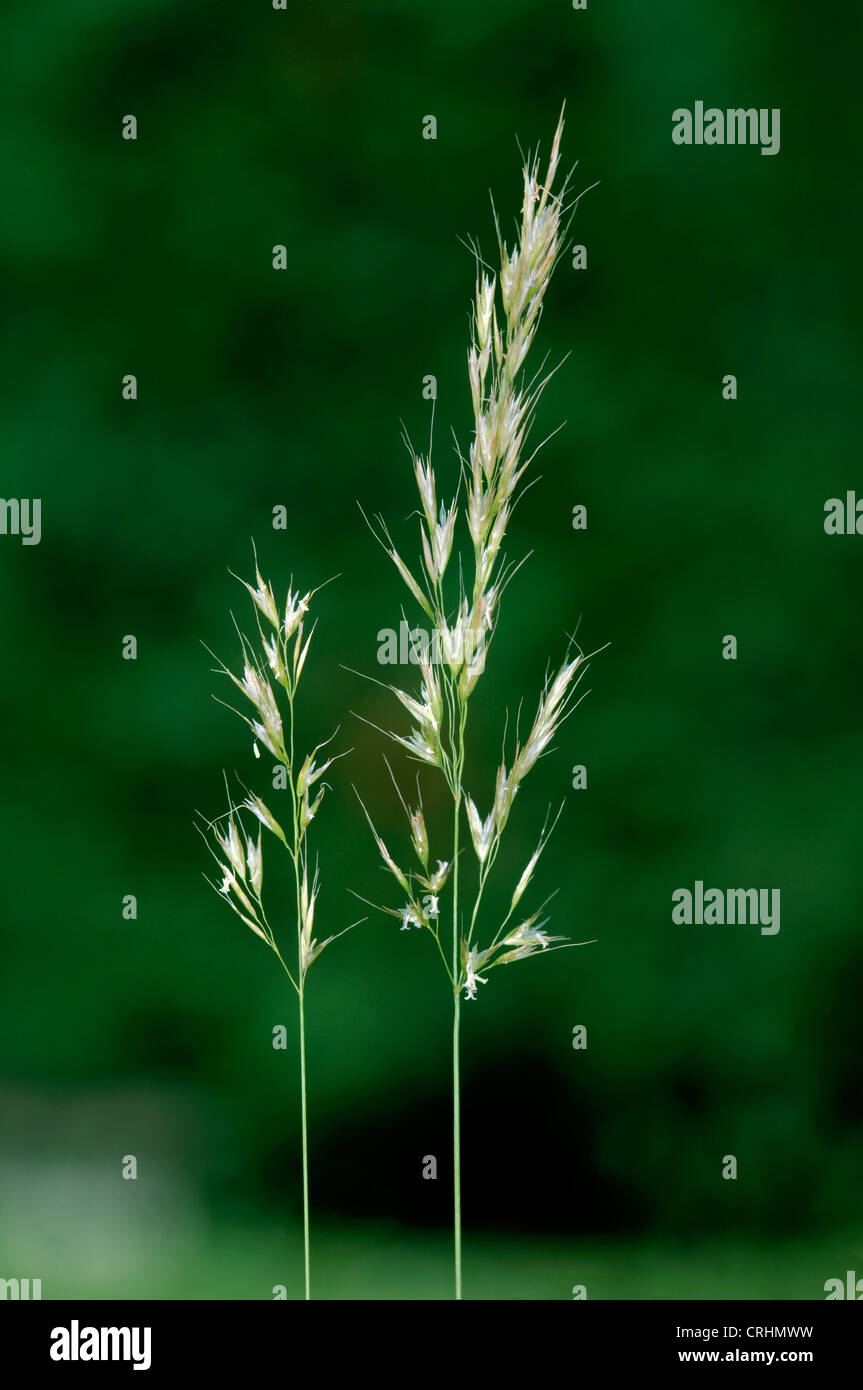 YELLOW OAT-GRASS Trisetum flavescens Stock Photo