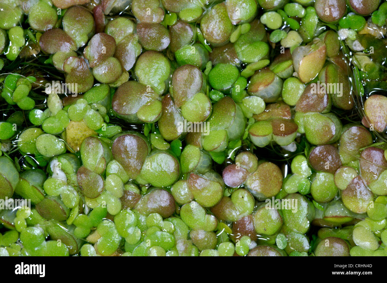 FAT DUCKWEED Lemna gibba (Lemnaceae) Stock Photo