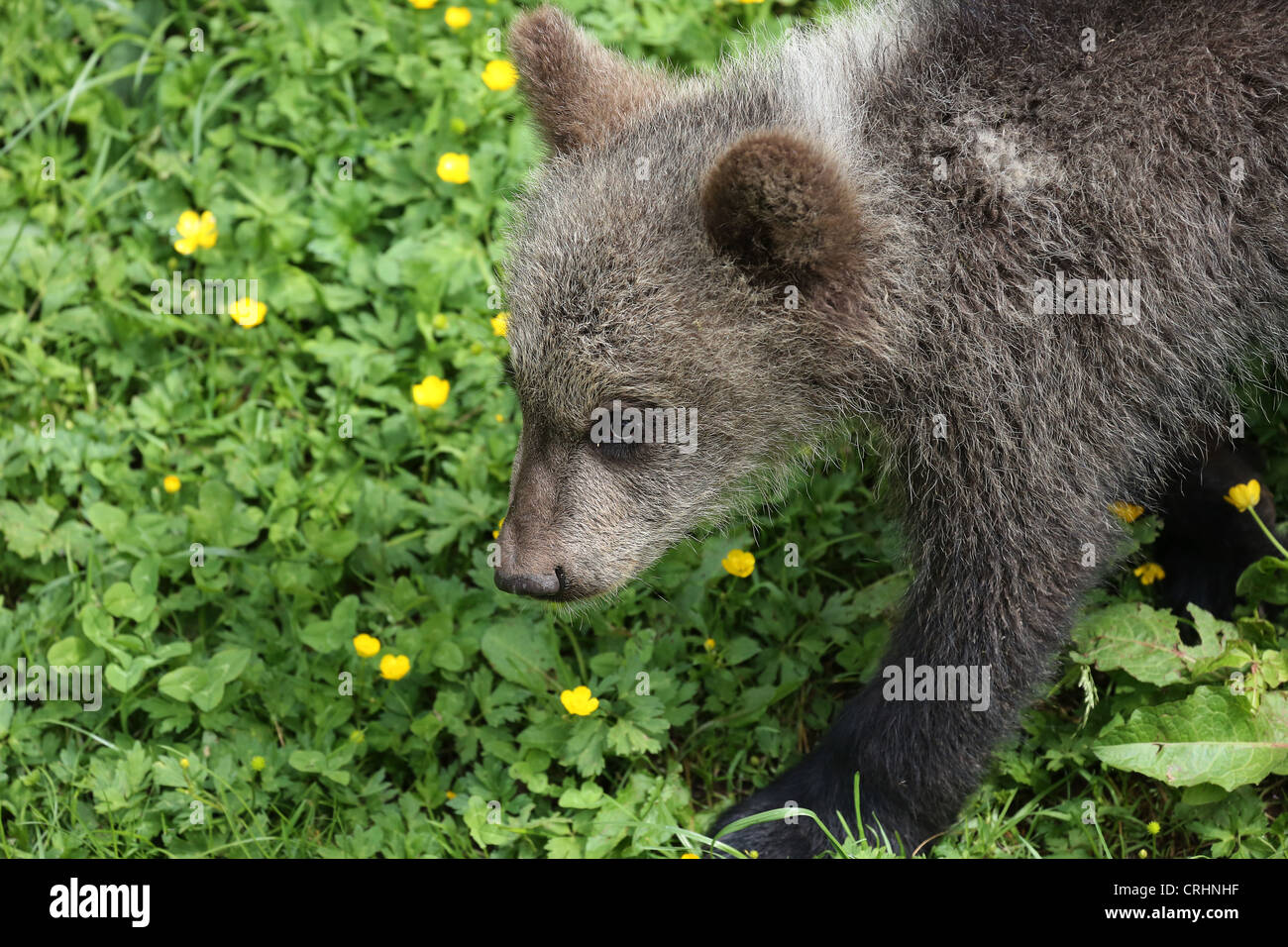 Brown Bear Cub at the Jura Parc in Switzerland Stock Photo