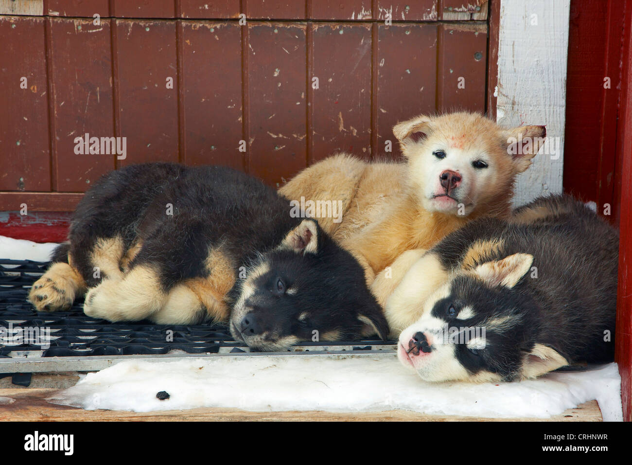 Greenland Dog (Canis lupus f. familiaris), three whelps lying on doormat at front door, Greenland, Ostgroenland, Tunu, Kalaallit Nunaat, Scoresbysund, Kangertittivag, Kap Tobin, Ittoqqortoormiit Stock Photo