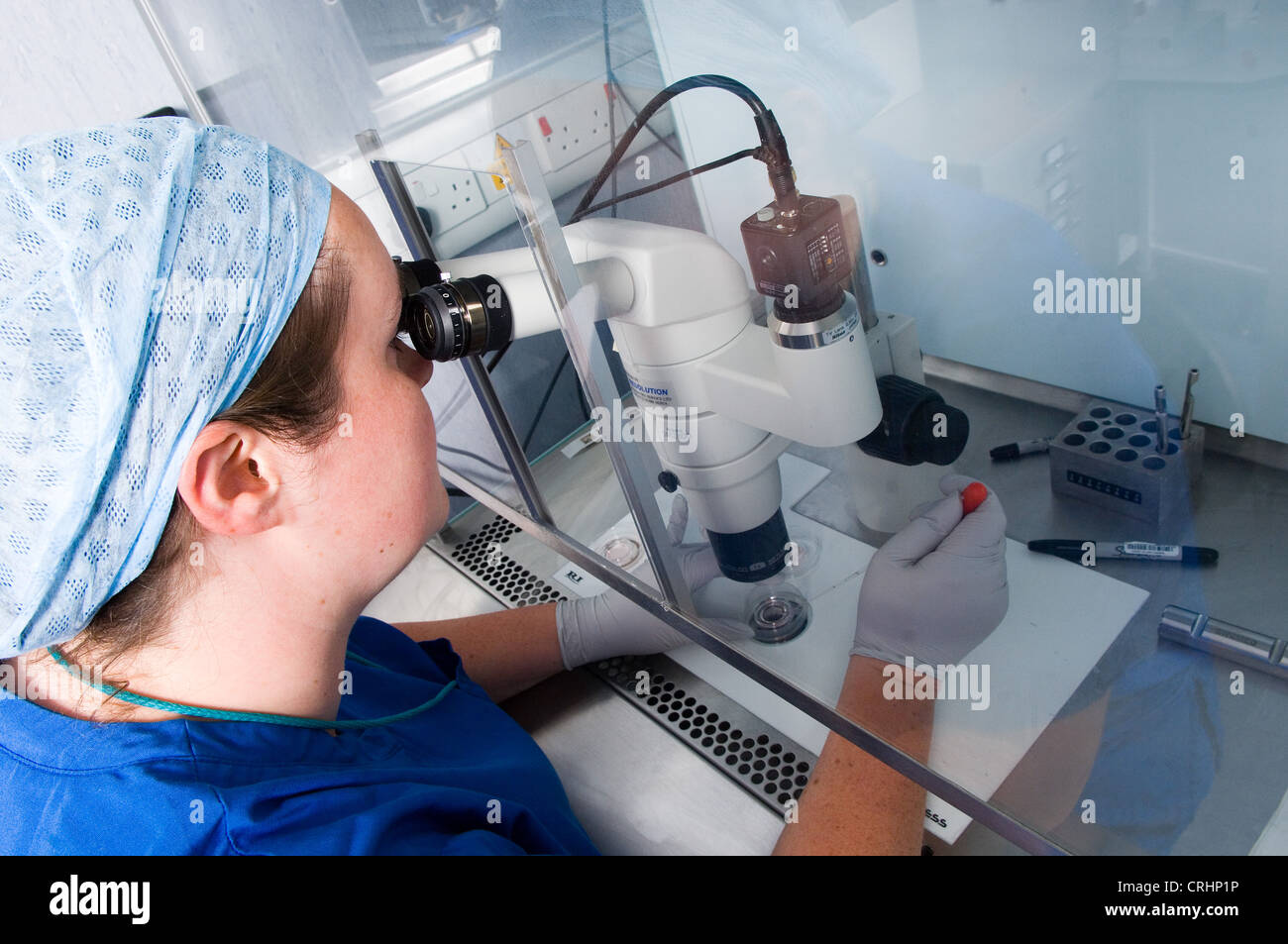 A lab assistant processes eggs after collection during surgery. Stock Photo