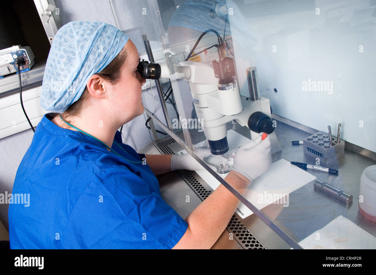 A lab assistant recovers eggs from samples collected from a female patient's uterus during surgery. Stock Photo