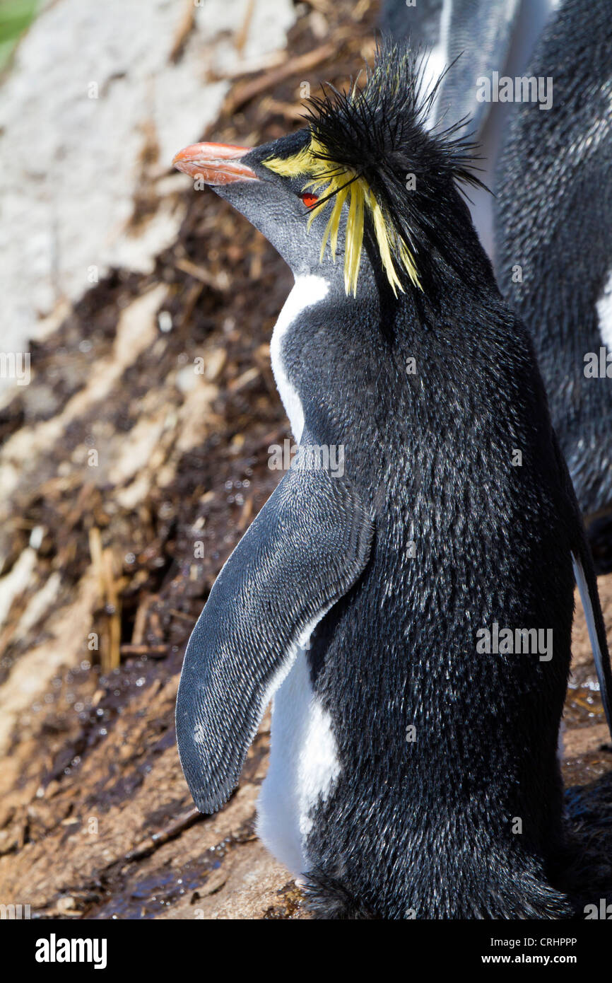 Northern or Long-crested Rockhopper Penguin in the sunlight on Nightingale Island, South Atlantic Ocean Stock Photo