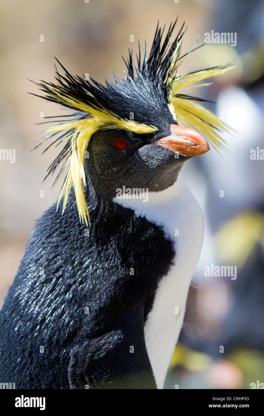 Northern or Long-crested Rockhopper Penguin in the sunlight on Nightingale Island, South Atlantic Ocean Stock Photo