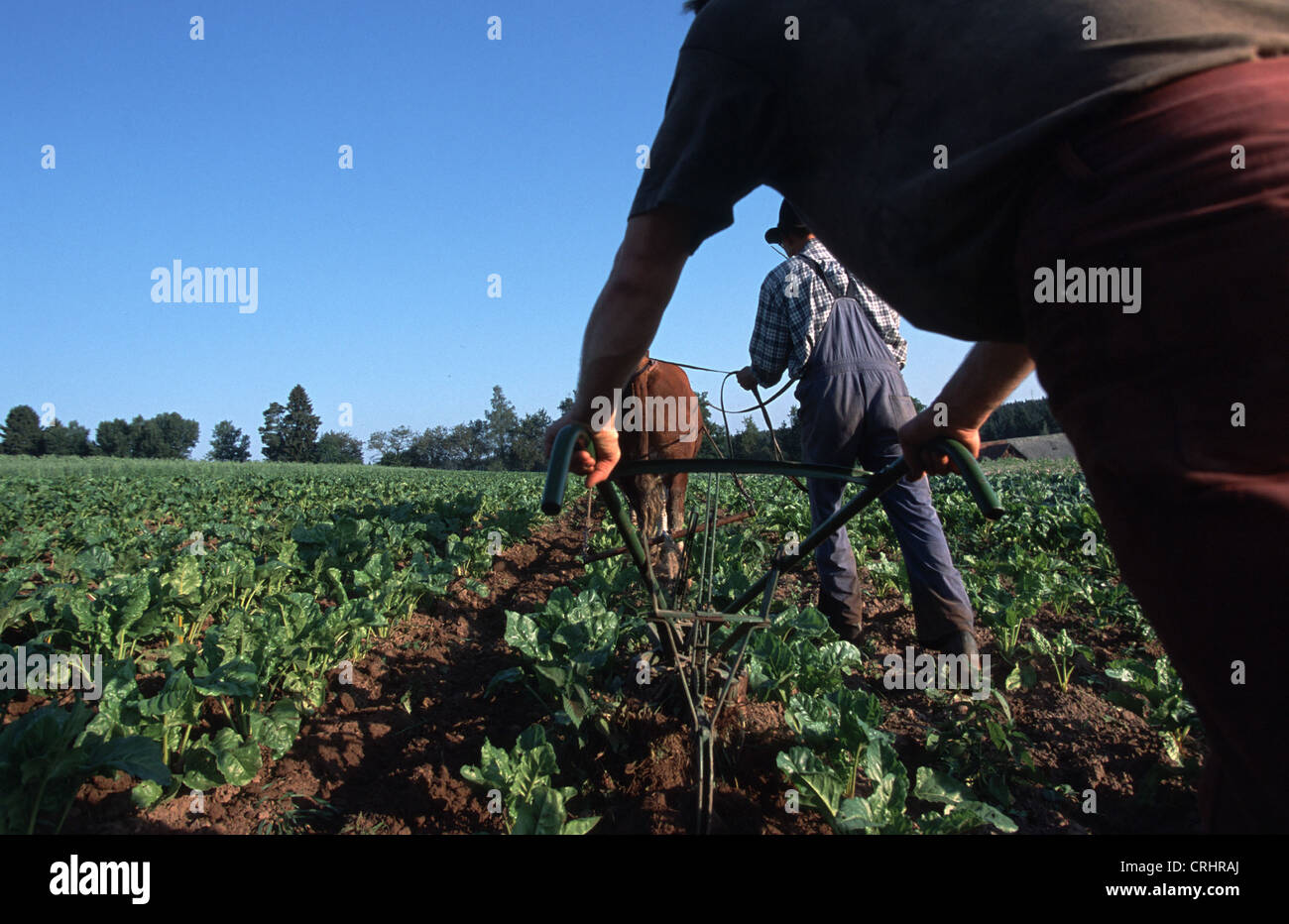 Peter Zell, Germany, Ruebenacker with ox plow Stock Photo