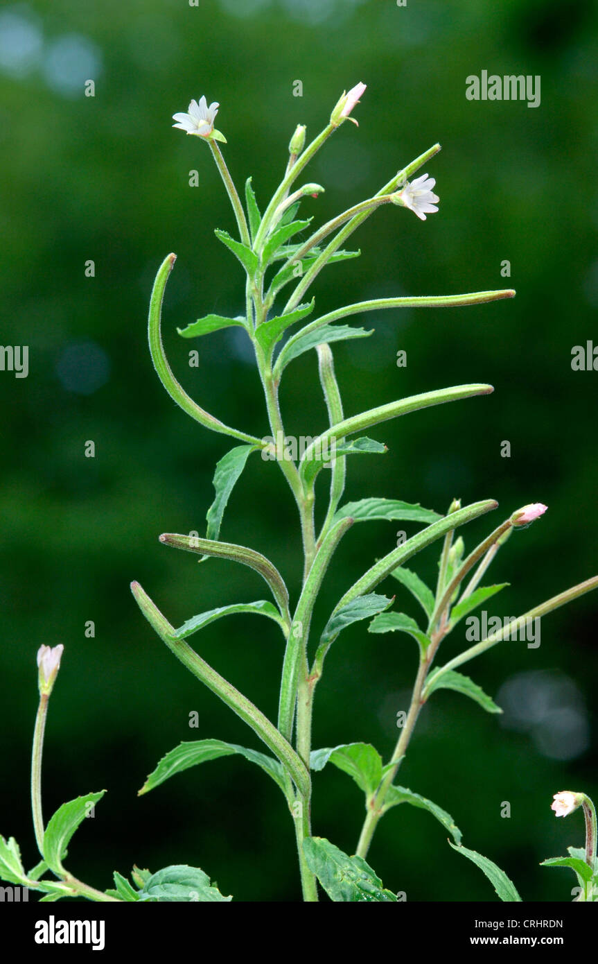 PALE WILLOWHERB Epilobium roseum (Onograceae) Stock Photo
