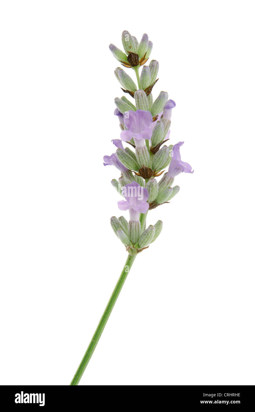 Sprig of lavender - studio shot with a white background Stock Photo