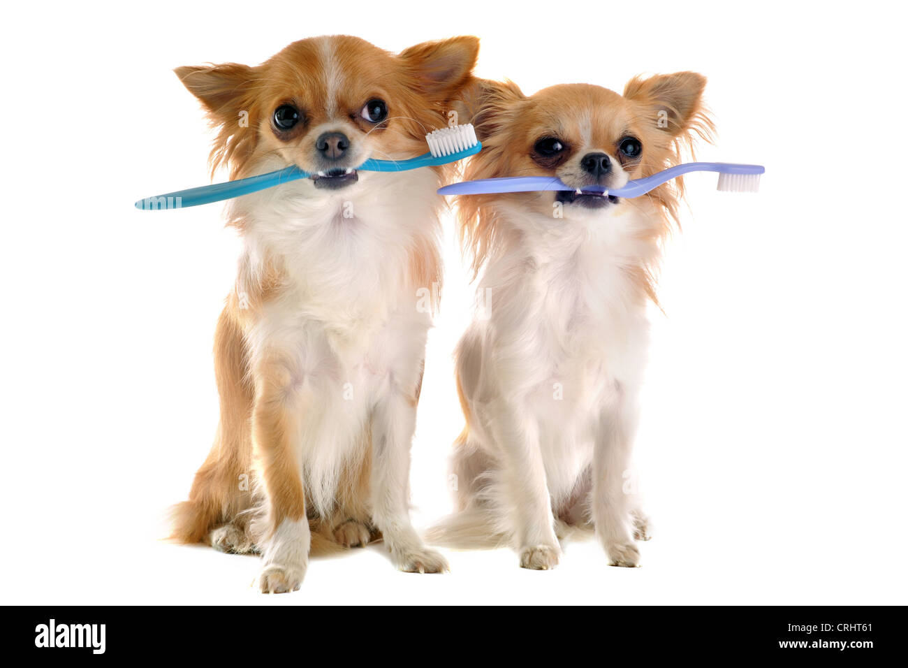 dog with toothbrush