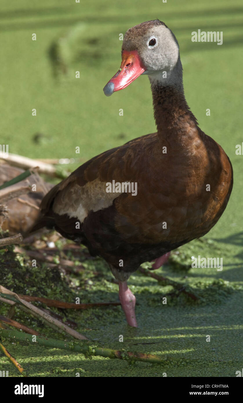 black bellied whistling duck bird in FL wetland Stock Photo Alamy