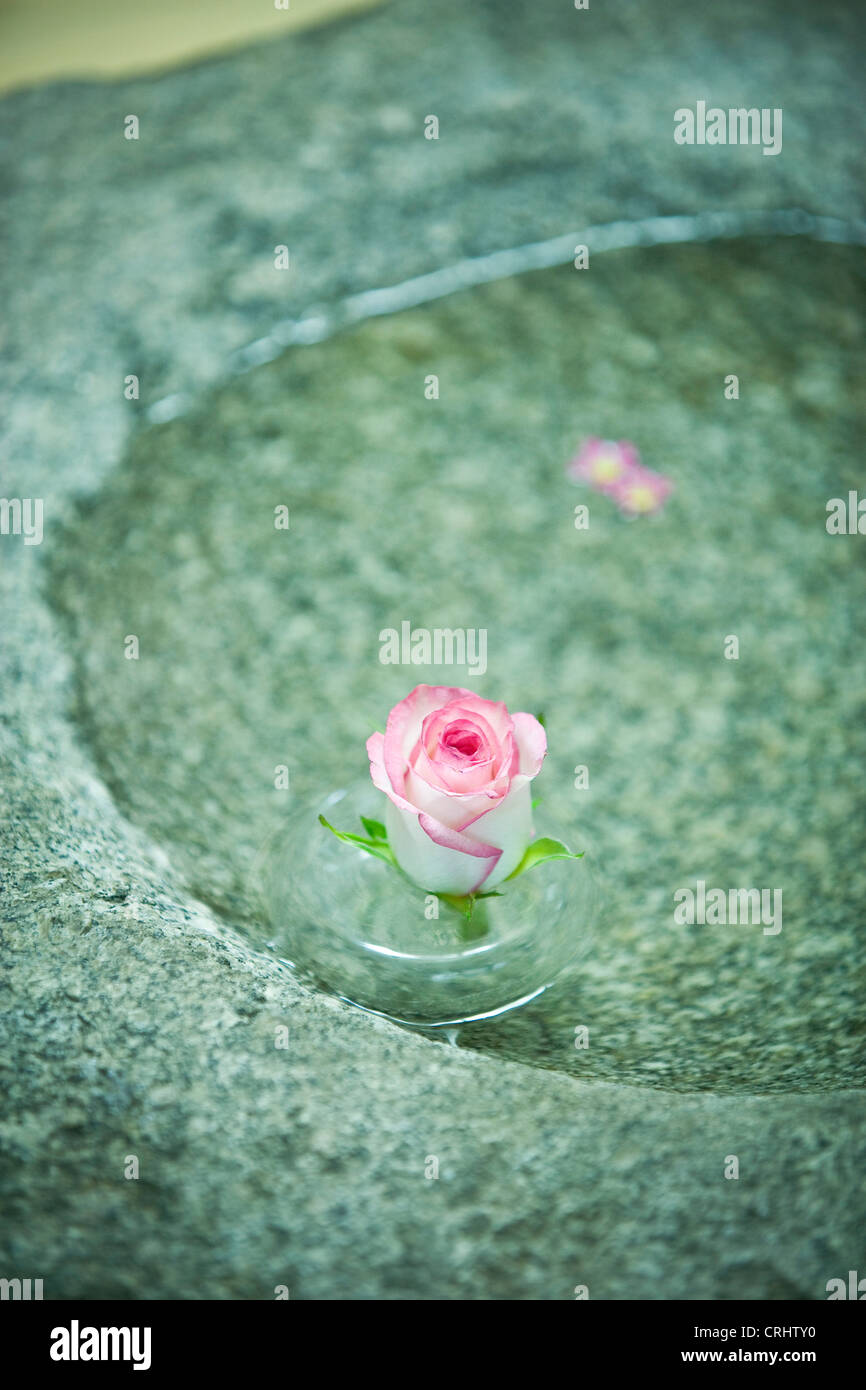 Rose floating water Stock Photo Alamy