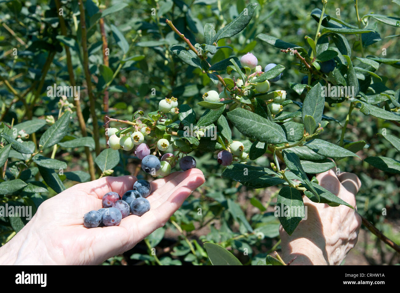 Woman picking Blueberries Florida USA Stock Photo Alamy