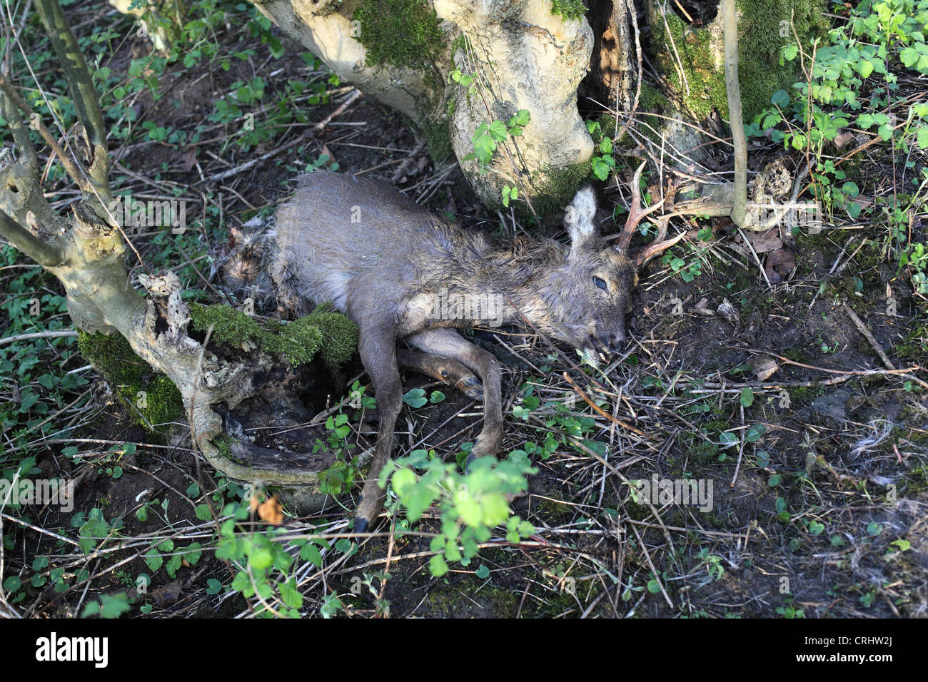 Deer Dead High Resolution Stock Photography and Images Alamy