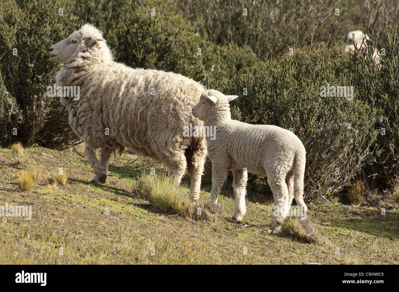 Corriedale sheep with lamb in spring Patagonian steppe Road 15 at Centirela River El Calafate Santa Cruz Patagonia Argentina Stock Photo