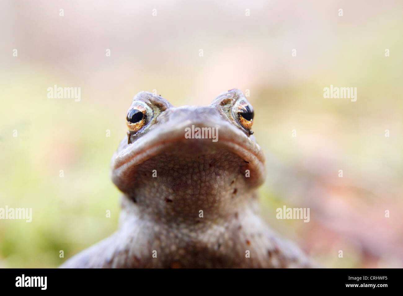 Close up portrait of a Common Toad (Bufo bufo), Highlands, Scotland, UK Stock Photo