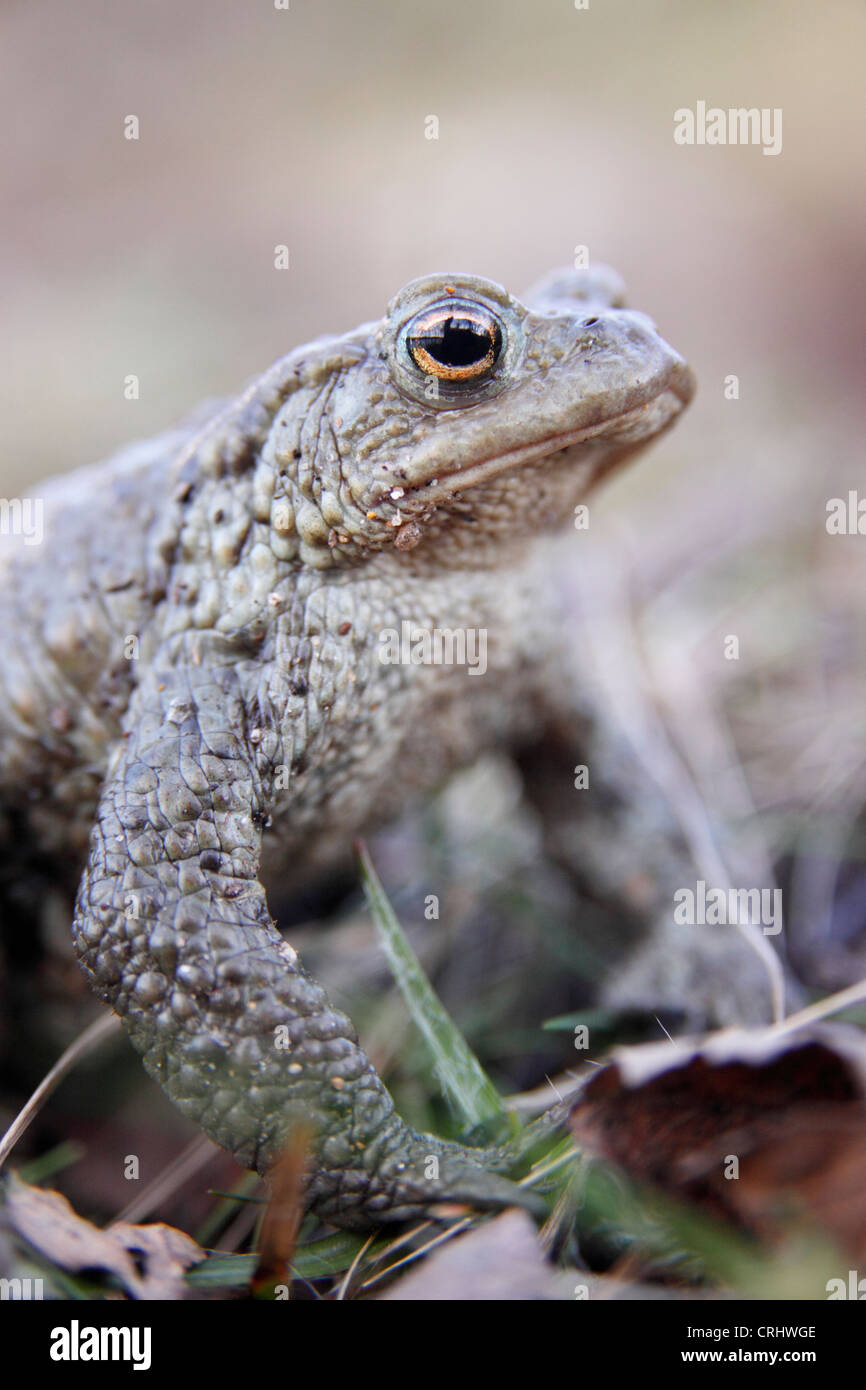 Close up portrait of a Common Toad (Bufo bufo), Highlands, Scotland, UK Stock Photo