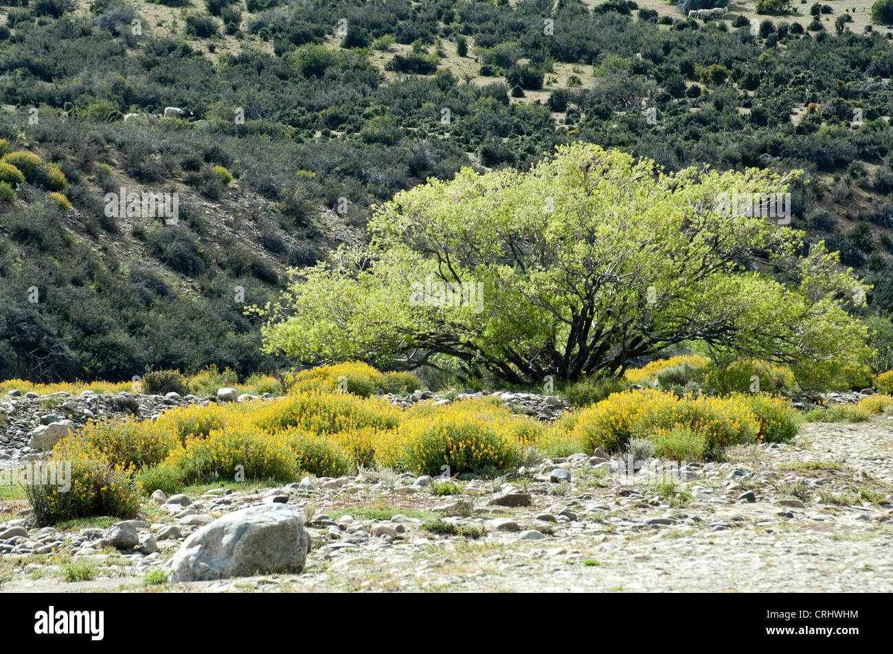 Junellia tredens grows on the hillside, Adesmia boronioides  and willow grow on shore of Centinela River Argentinian steppes Stock Photo