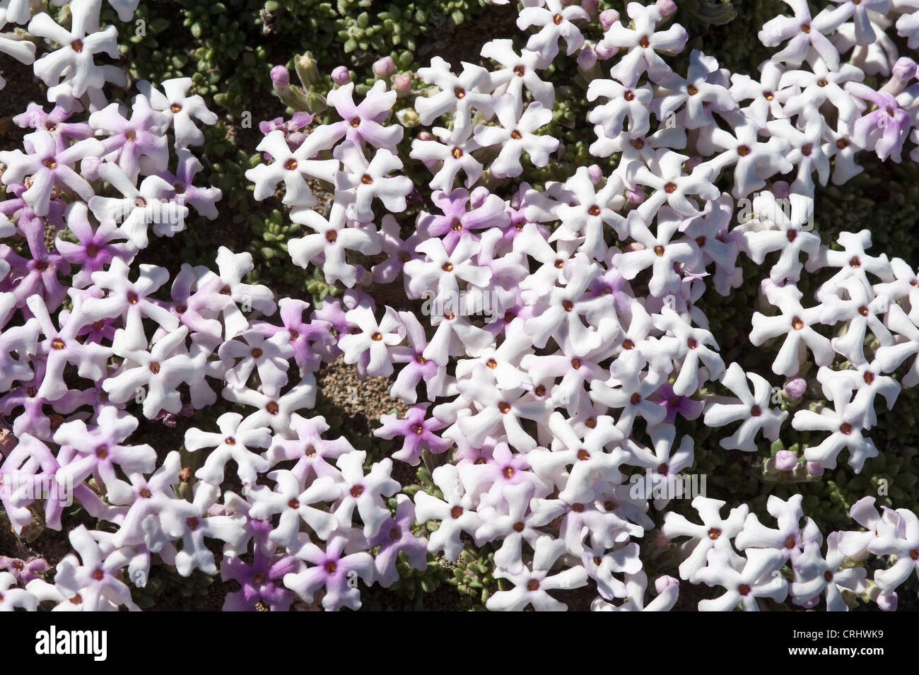 Junellia mulinoides close-up of flowers souther shore of Viedma Lake Santa Cruz Province Argentina Stock Photo
