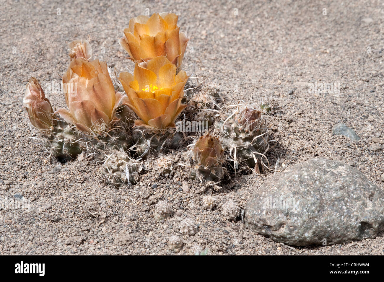 Maihueniopsis darwinii cactus flowers southern coast of Viedma Lake Santa Cruz Province Argentina South America Stock Photo