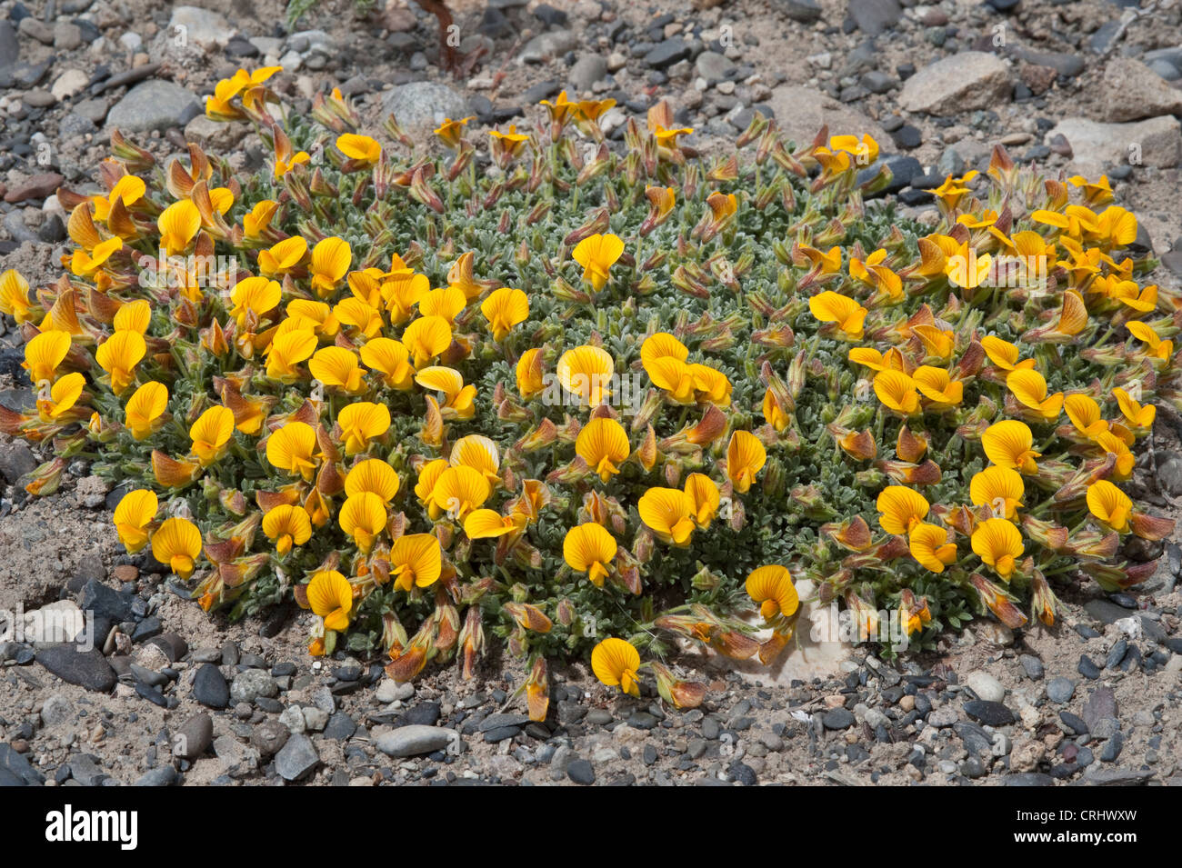Adesmia suffocata flowers on gravel substrate proximity of Viedma Lake coast Santa Cruz Patagonia steppe Argentina South America Stock Photo
