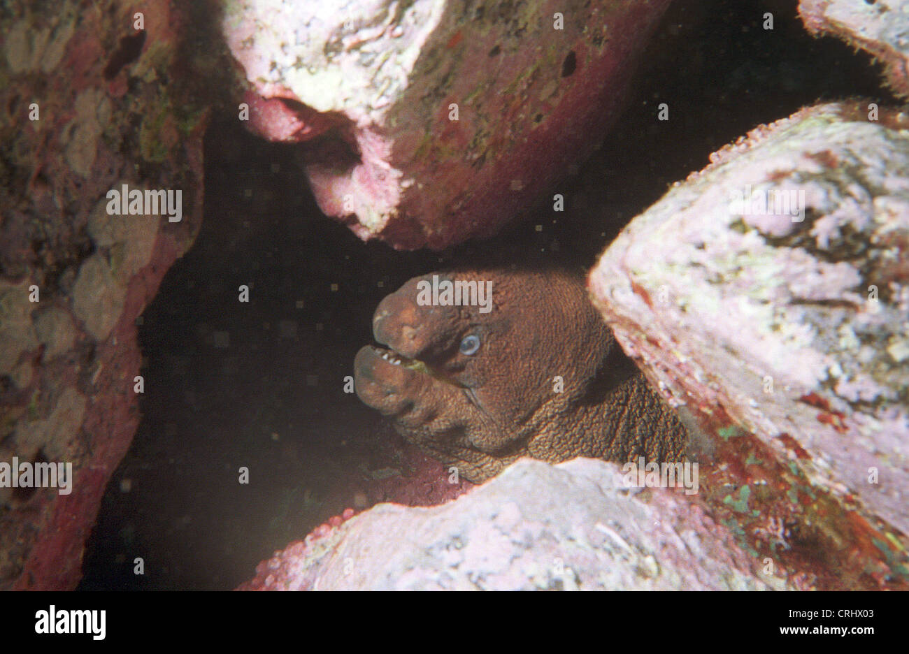 Diving between rocks underwater hi-res stock photography and images - Alamy