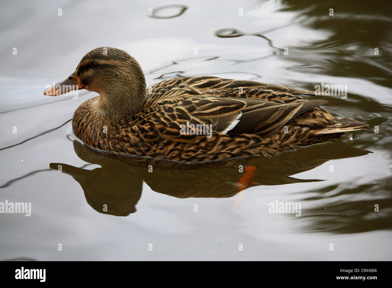 Wild Duck ( Female Mallard ) Stock Photo