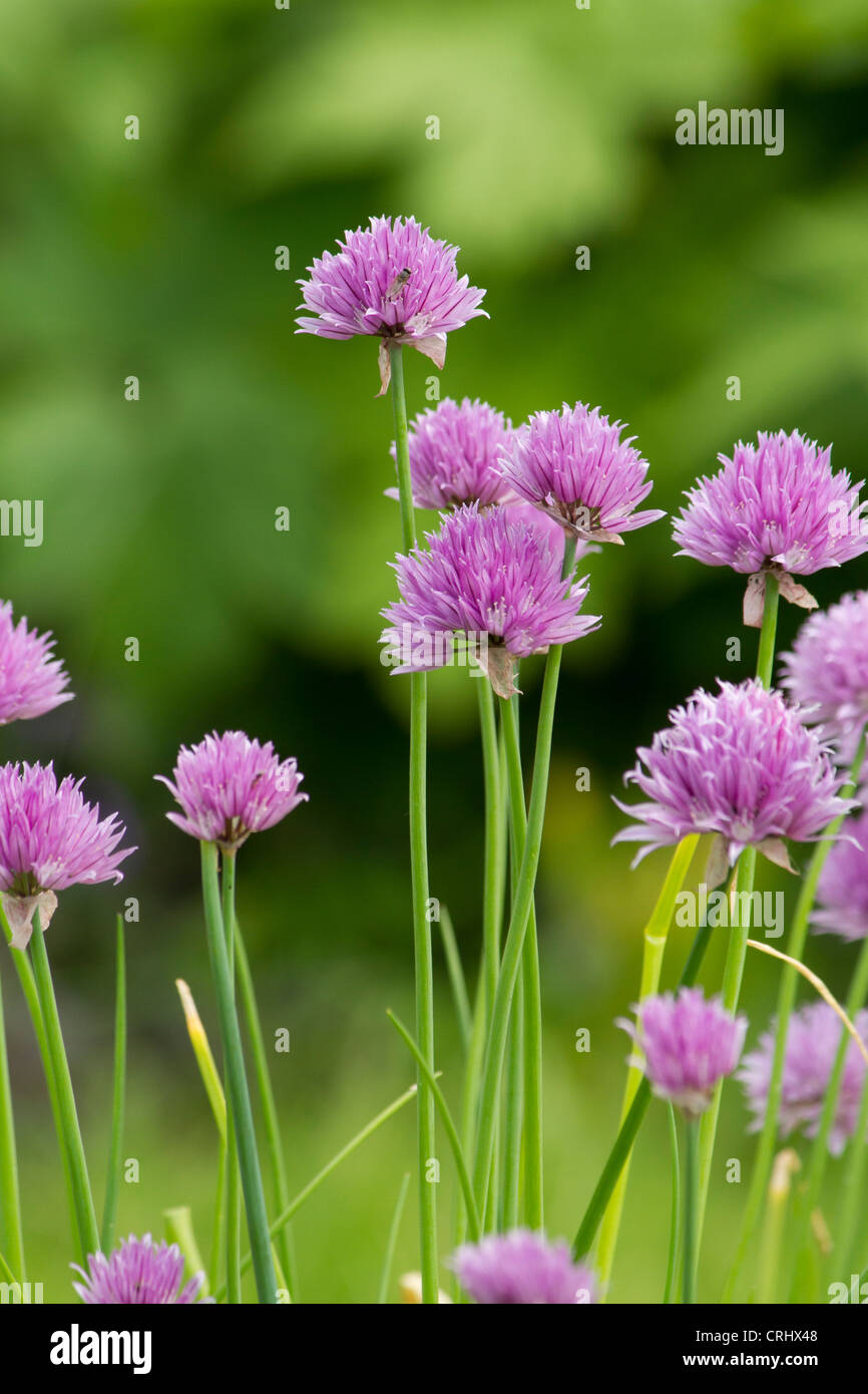blooms of chives Stock Photo Alamy