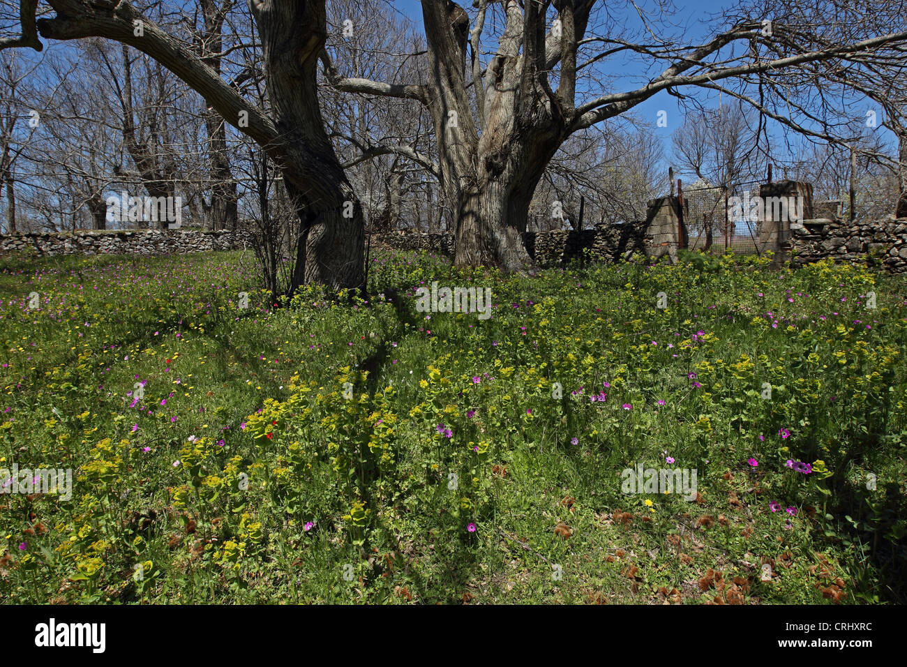 Field wildflower hi-res stock photography and images - Alamy