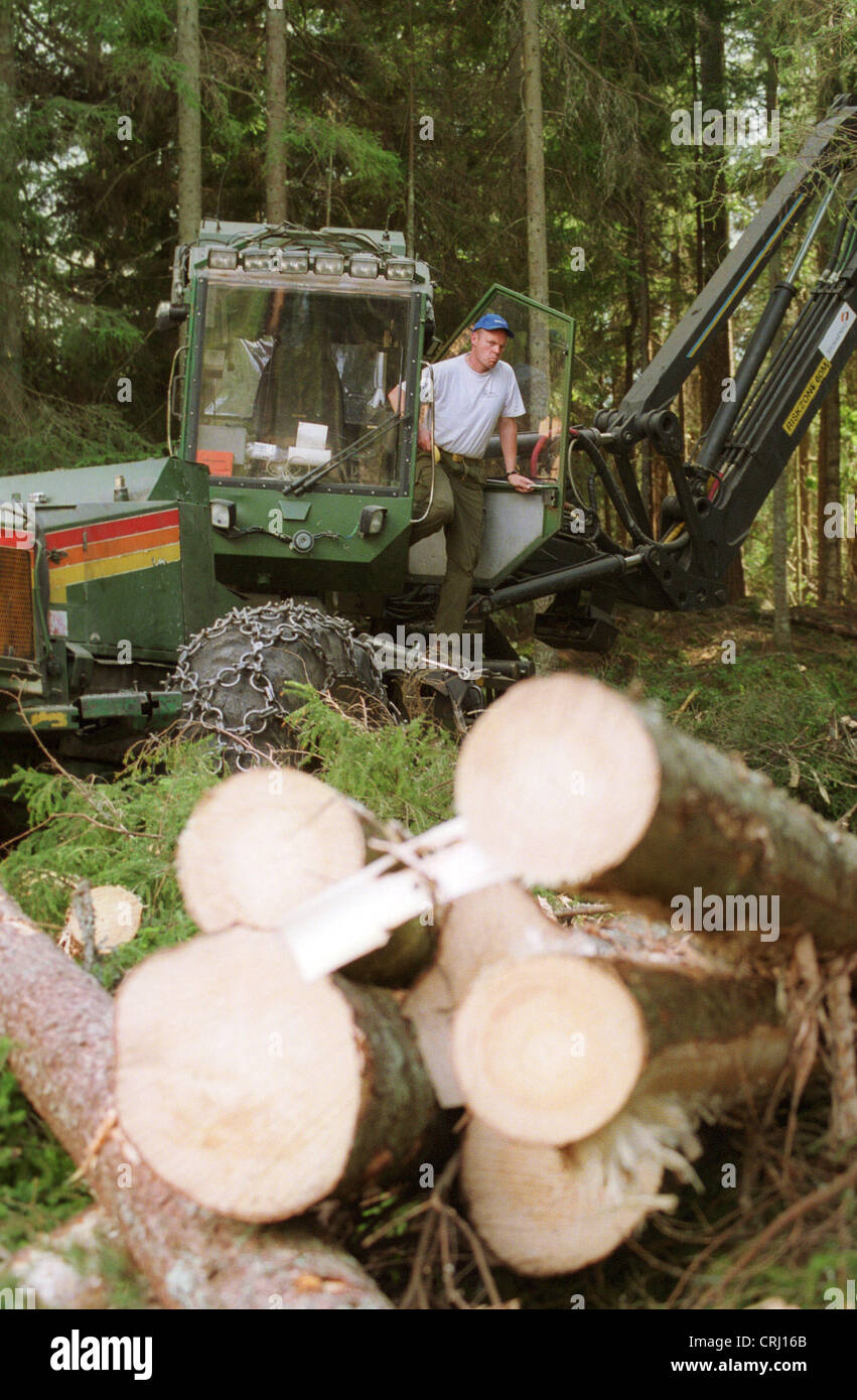 Deforestation of the forest in Sweden Stock Photo