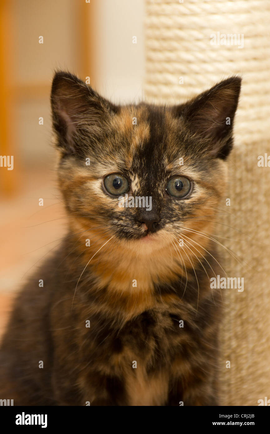 An 8 week old kitten Stock Photo - Alamy
