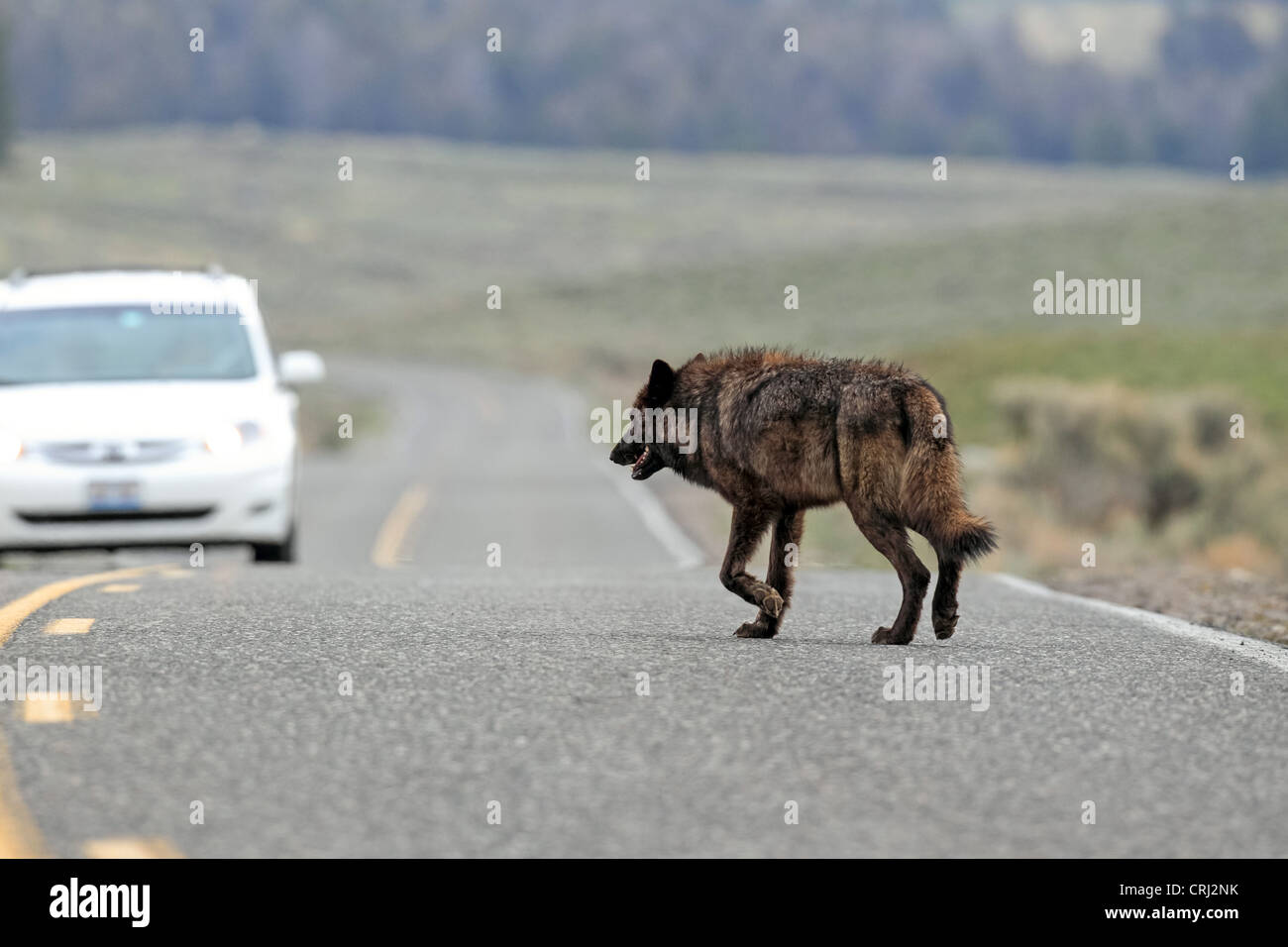 Black-phase gray wolf (Canis lupus) on the highway in the Lamar Valley of Yellowstone National Park, Wyoming, USA Stock Photo