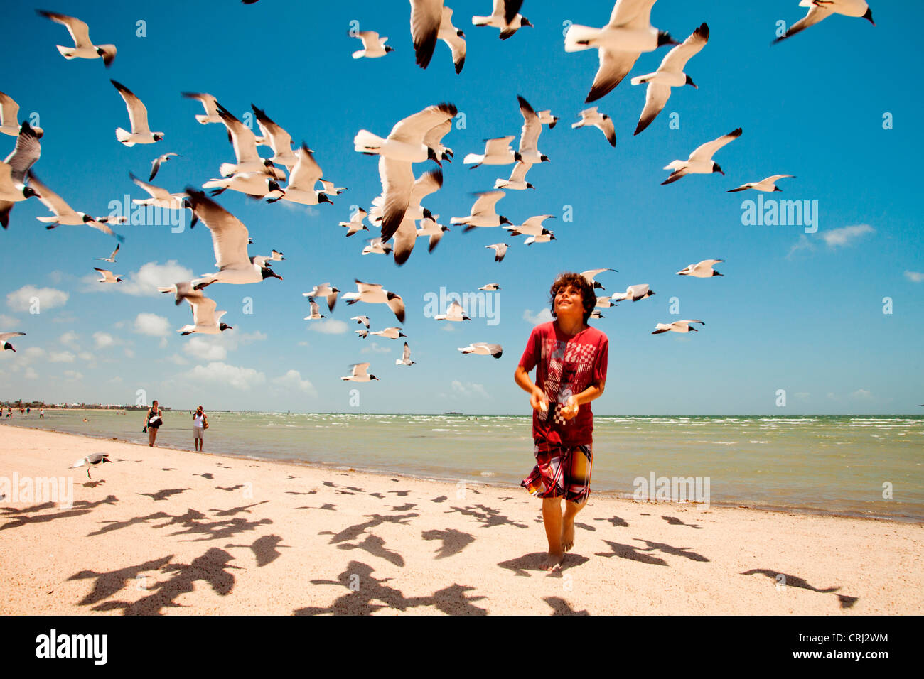 A young boy tosses bread into the air for a flock of seagulls on a beach. Stock Photo