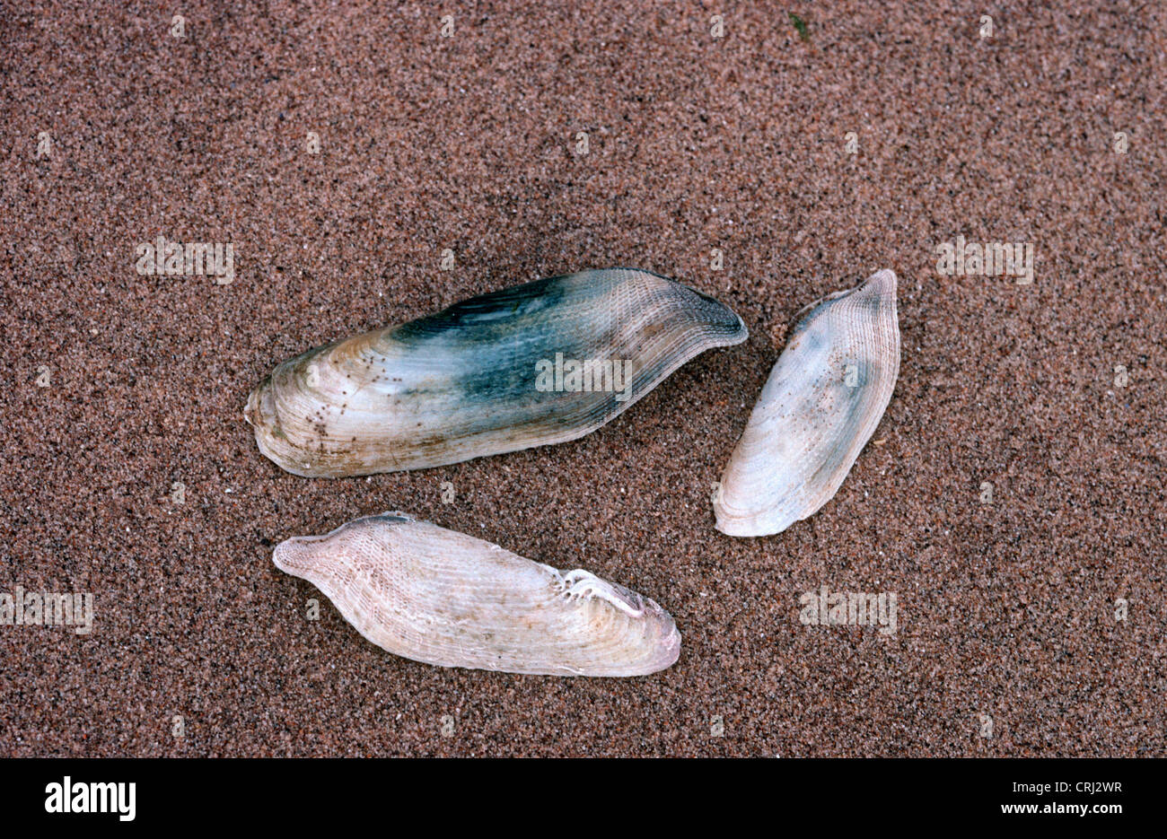 Common piddock shells (Pholas dactylus: Pholadadidae) washed up on the shore UK Stock Photo