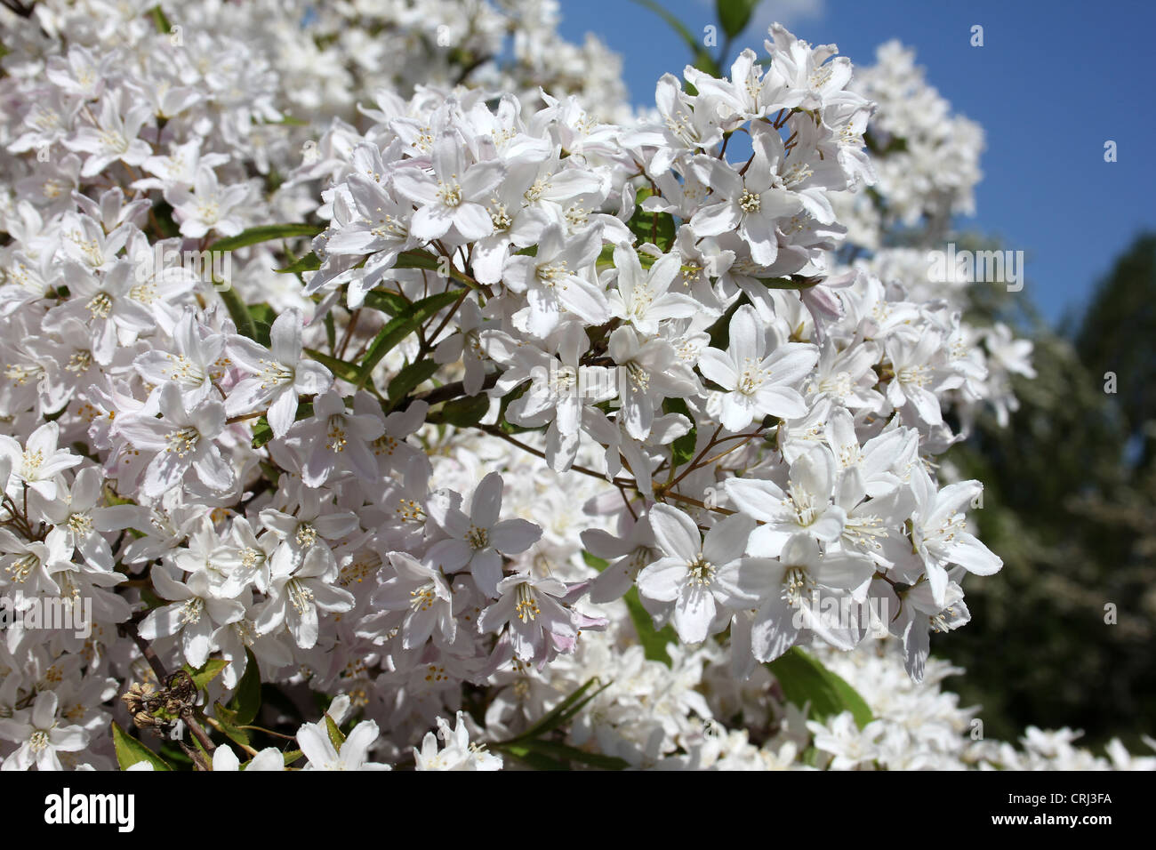 White Flowering Deutzia Shrub Stock Photo