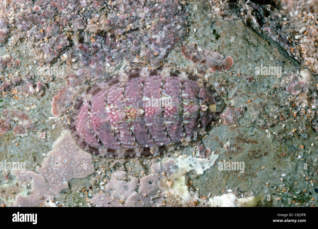 Common chiton (Lepidochitona cinerea: Ischnochitonidae) in a rockpool; pink form UK Stock Photo