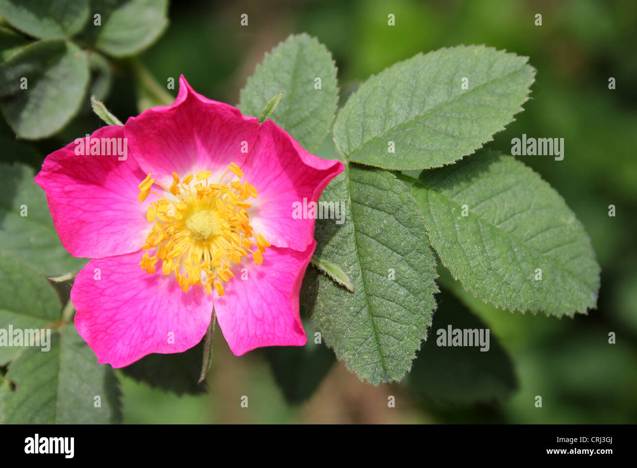 Harsh Downy-rose Rosa tomentosa Stock Photo