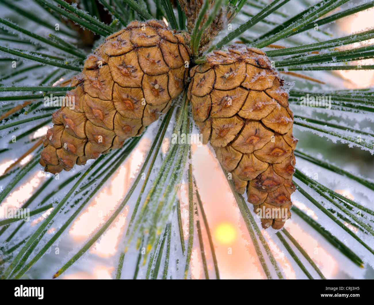 Hoarfrost on pine tree. Oregon Stock Photo