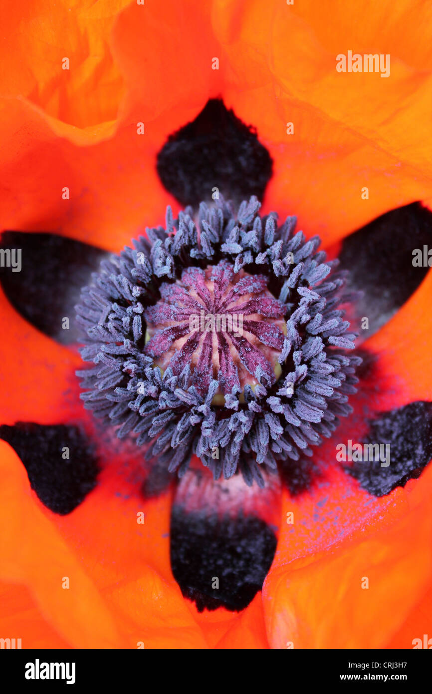 Stamens And Stigma Of An Oriental Poppy Papaver orientale Stock Photo