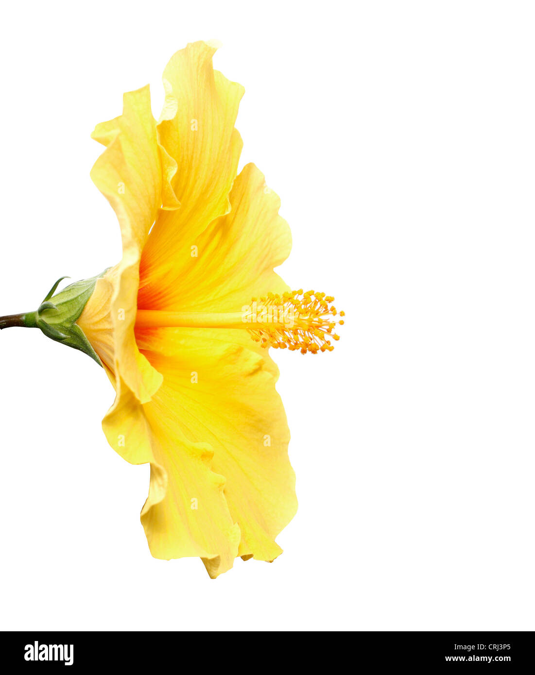 Beautiful hibiscus photography hi-res stock photography and images - Alamy
