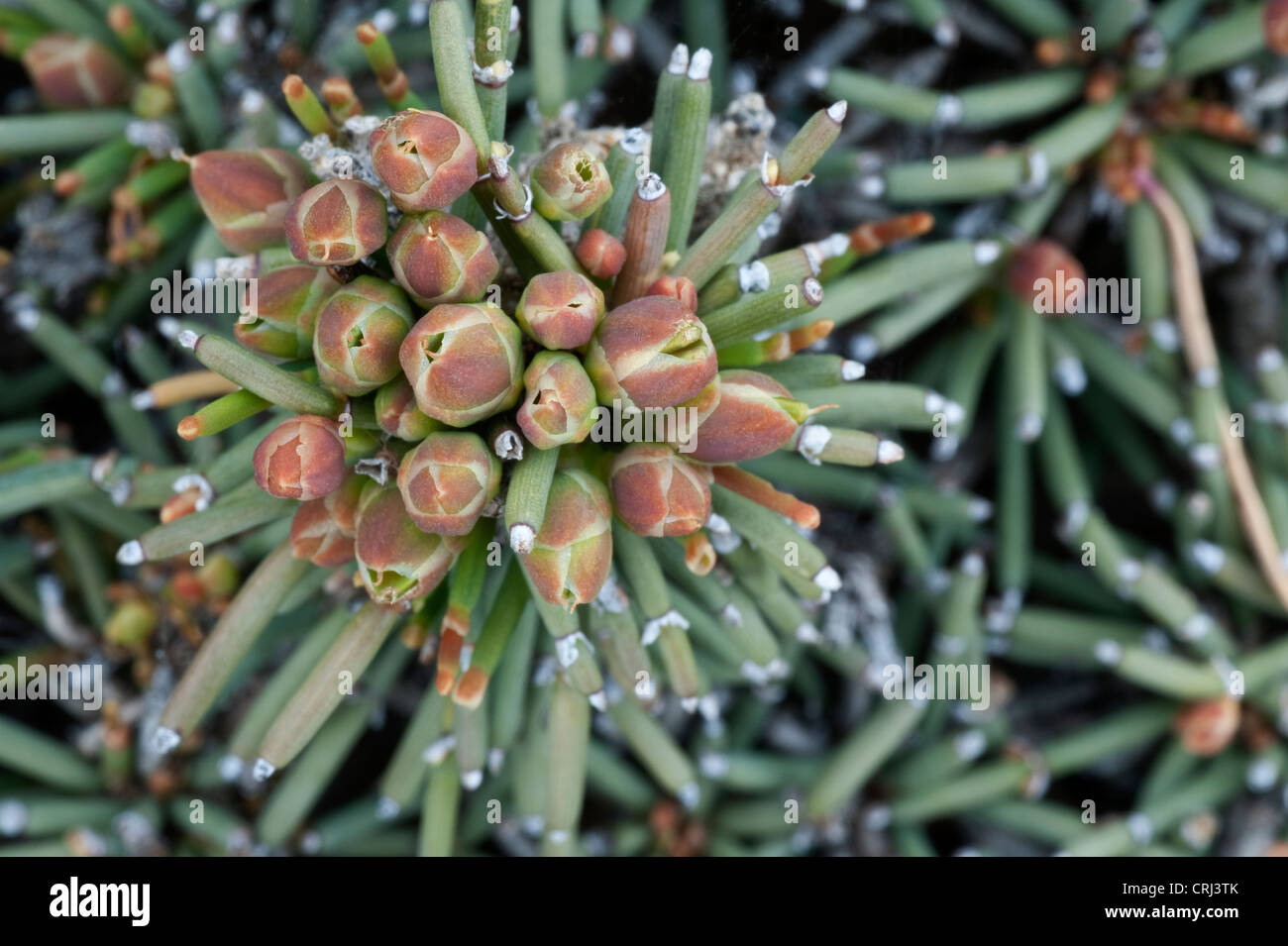 Pinus ssp- Pine Pollen Tincture – The Herb Shoppe