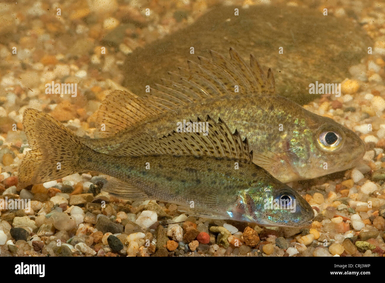 ruffe, pope (Gymnocephalus cernuus), the two species of ruffes in comparison, ruffe at the front; balon's ruffe at the back, Germany, Bavaria, Danube Stock Photo