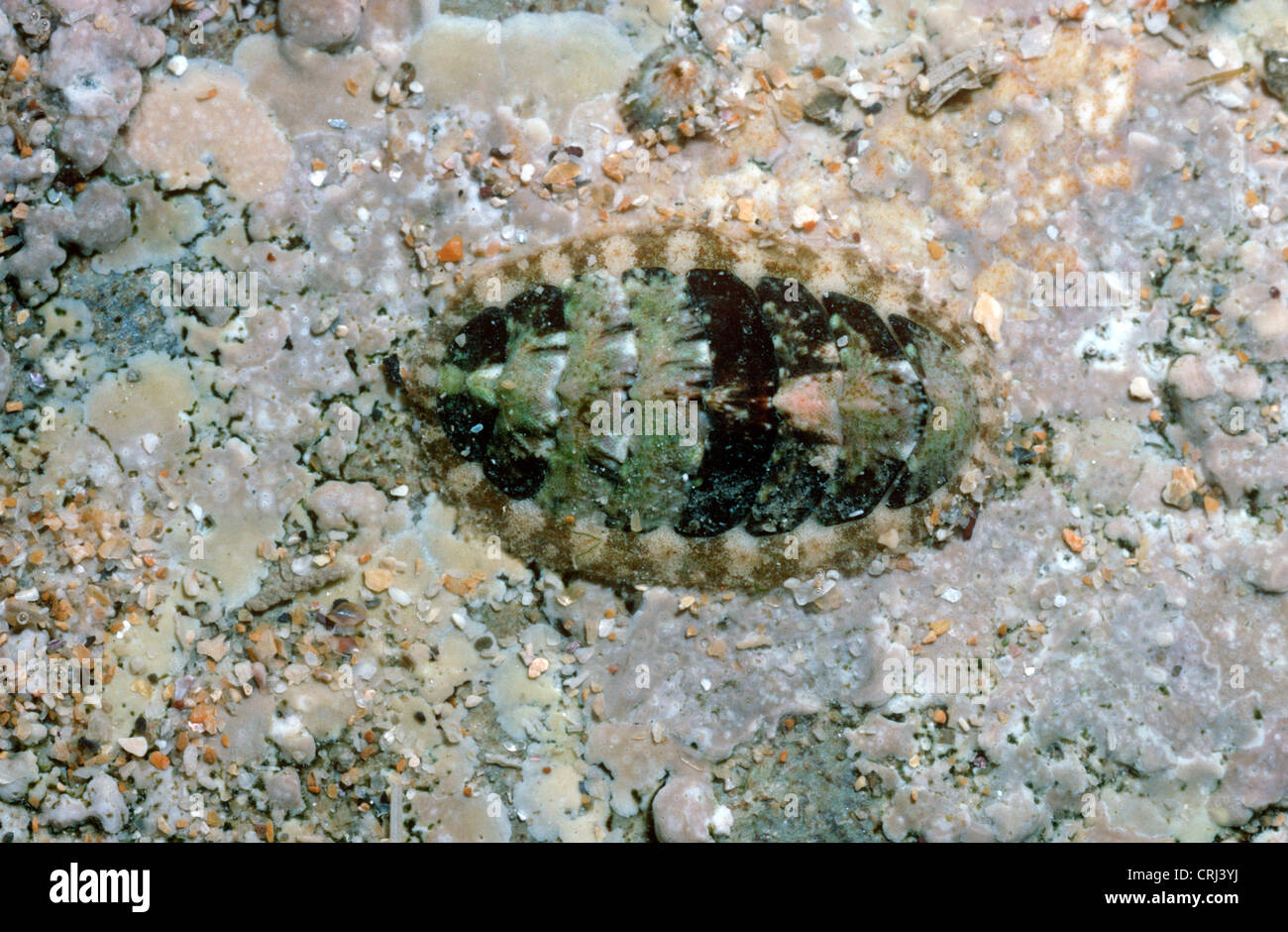 Keeled chiton or coat-of-mail shell (Acanthochitona crinitus: Acanthochitonidae) in a middle shore rockpool UK Stock Photo
