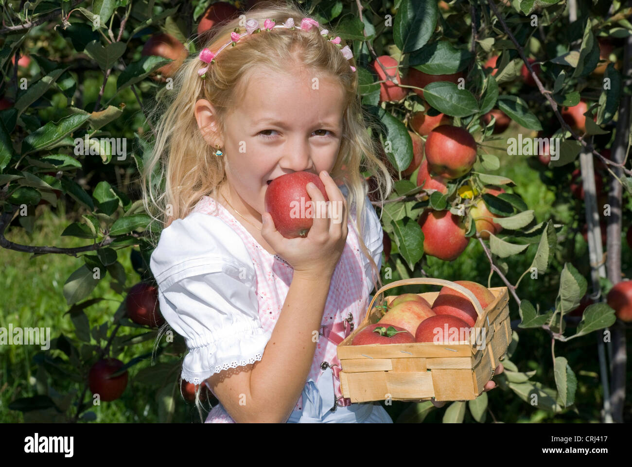 little girl reaping apples and biting in one of it Stock Photo - Alamy