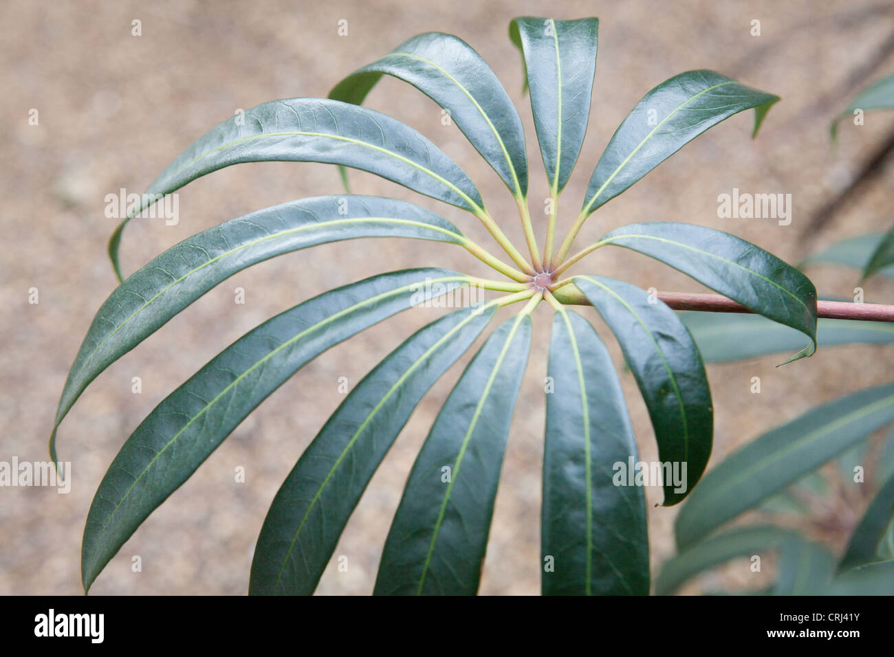 Schefflera taiwaniana leaf detail Stock Photo