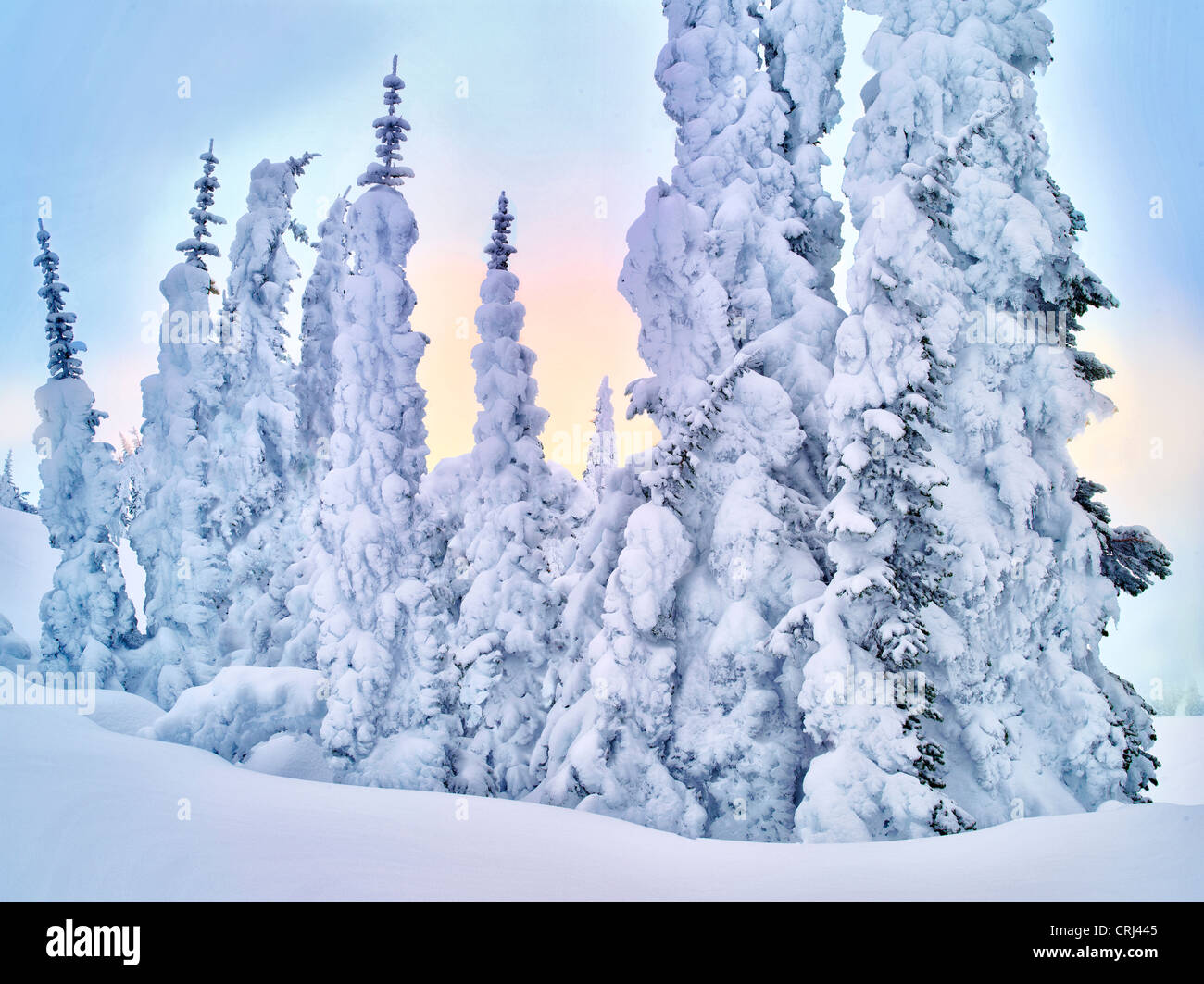 Heavy snow on trees. Mt. Rainier National Park, Washington Stock Photo